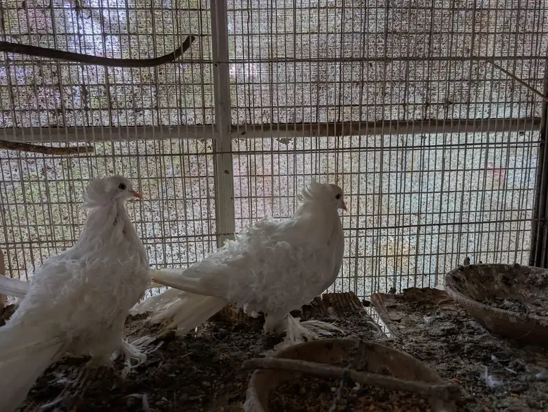 frillback frill back nun English nan German pair female pigeon kabotar — photo 7