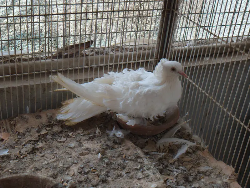 frillback frill back nun English nan German pair female pigeon kabotar — photo 8