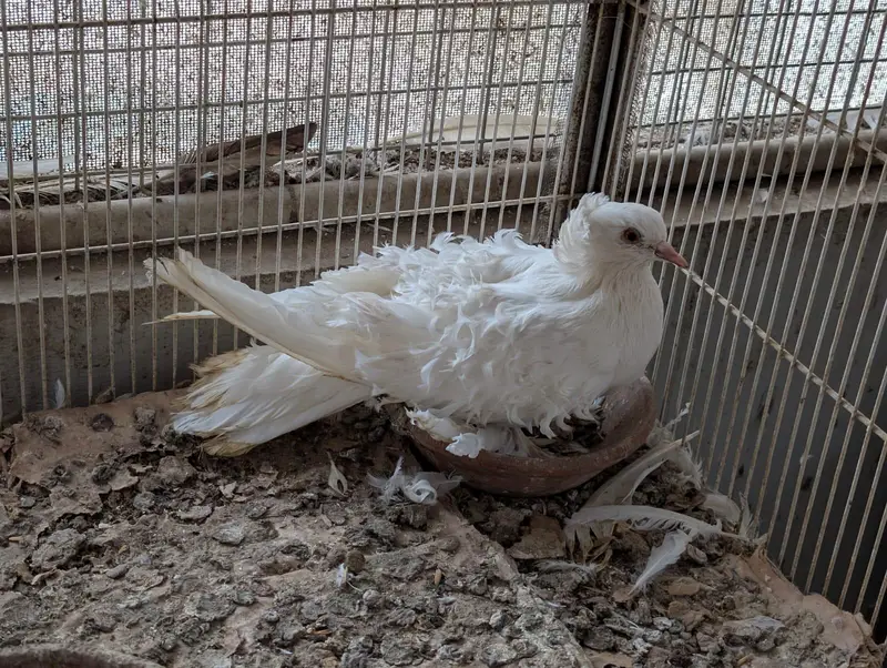 frillback frill back nun English nan German pair female pigeon kabotar — photo 9