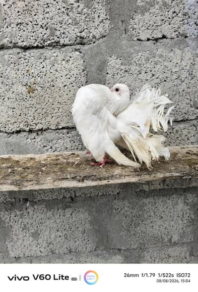 Fancy pigeons birds
