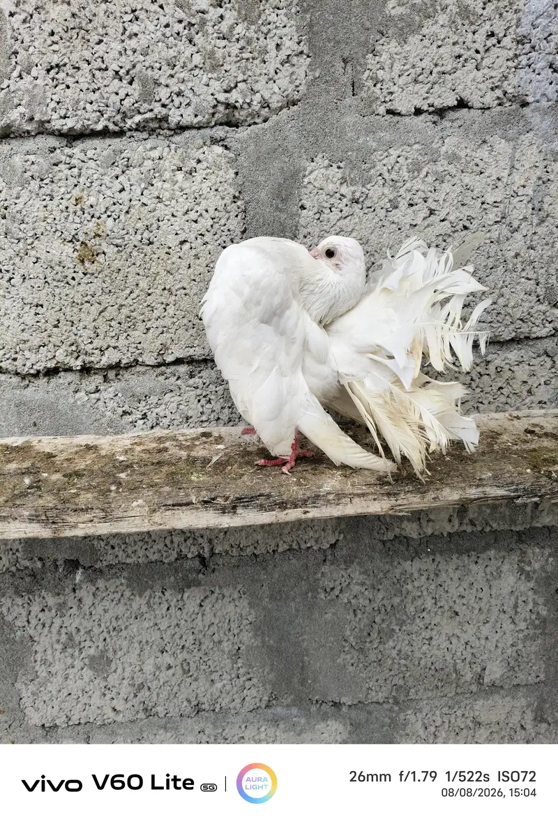 Fancy pigeons birds