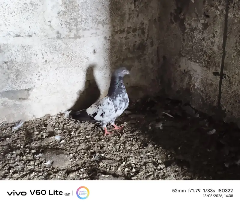 Fancy pigeons birds — photo 2