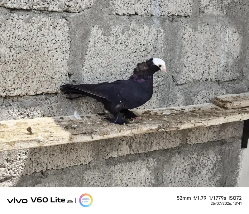 Fancy pigeons birds — photo 3
