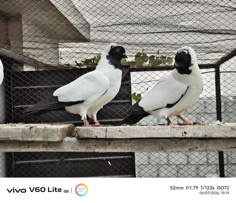 Fancy pigeons birds — photo 4