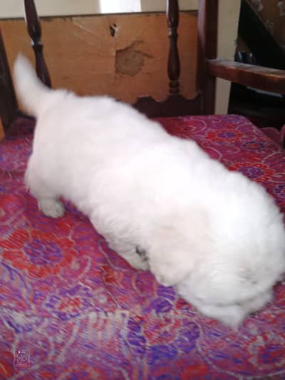 Shih Tzu Puppies