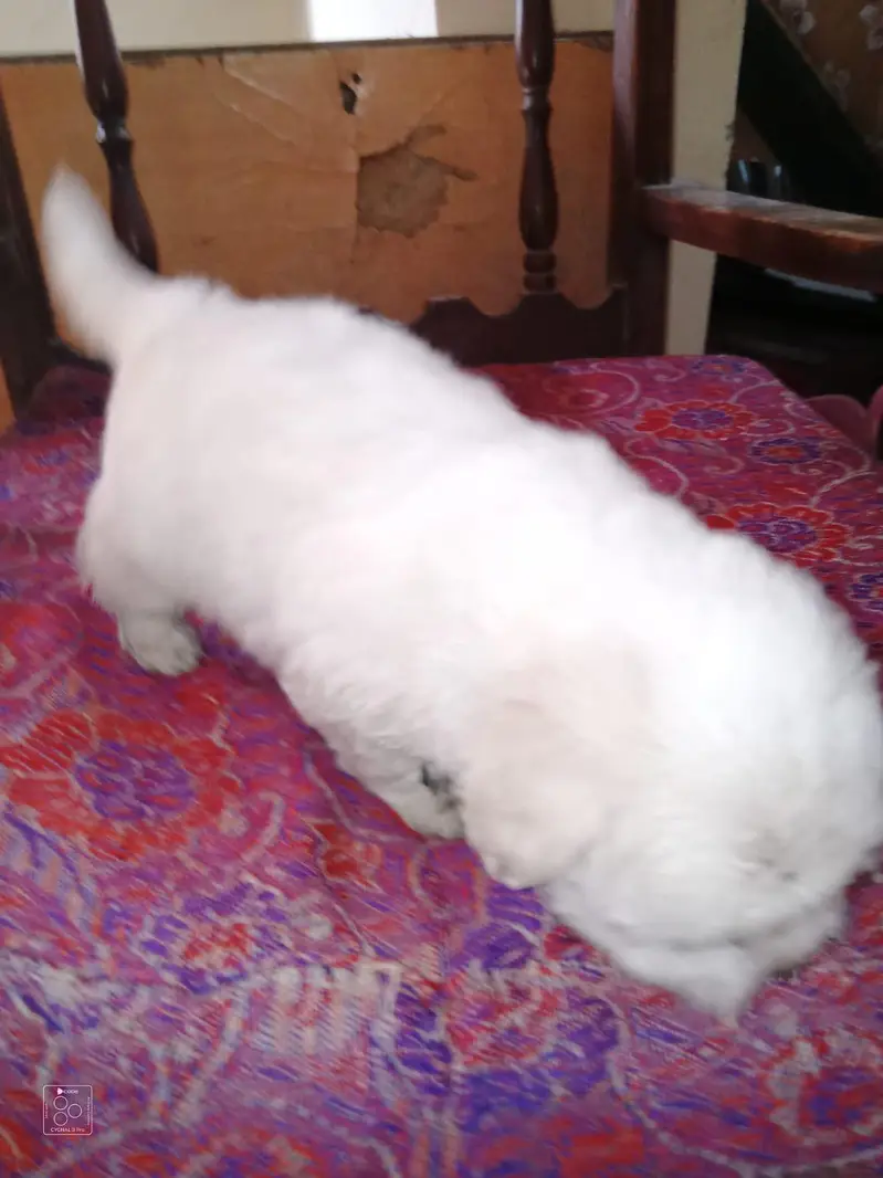 Shih Tzu Puppies