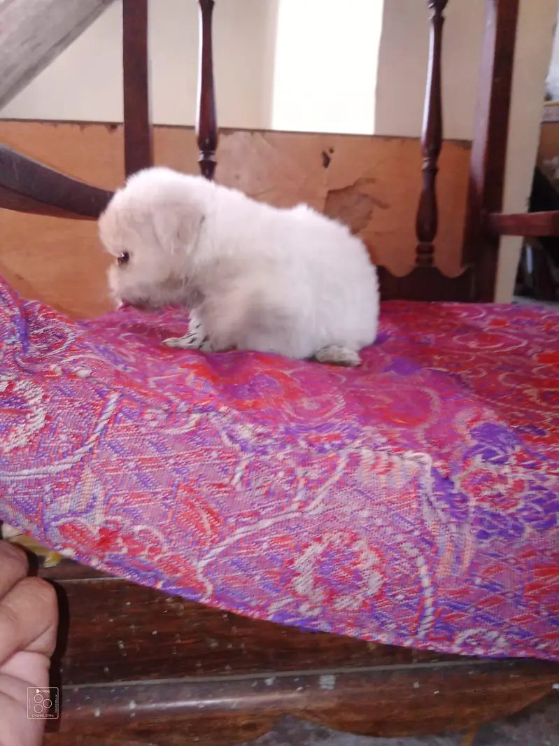 Shih Tzu Puppies — photo 2