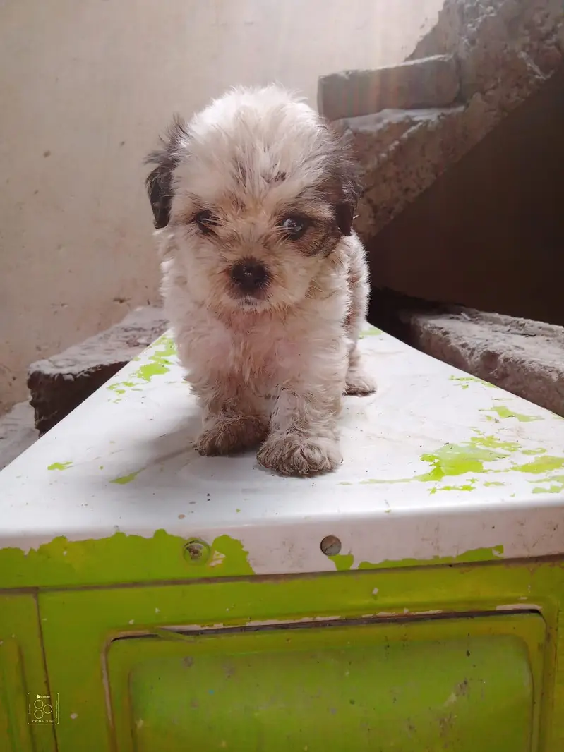 Shih Tzu Puppies — photo 3