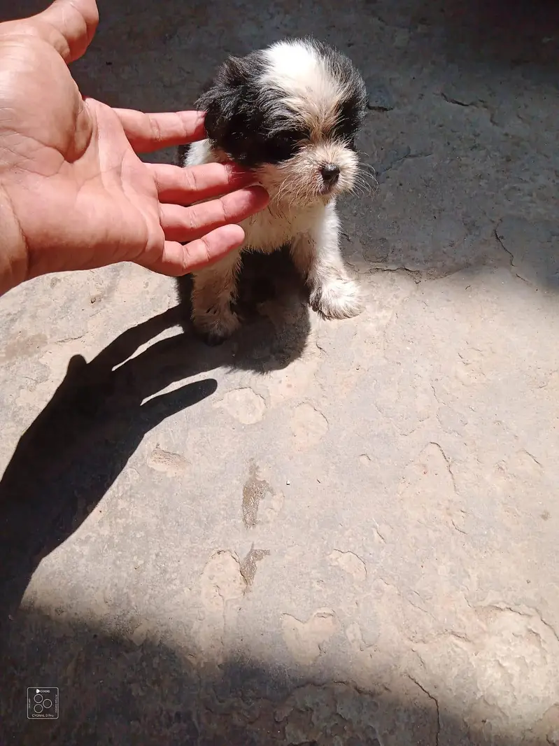 Shih Tzu Puppies — photo 4