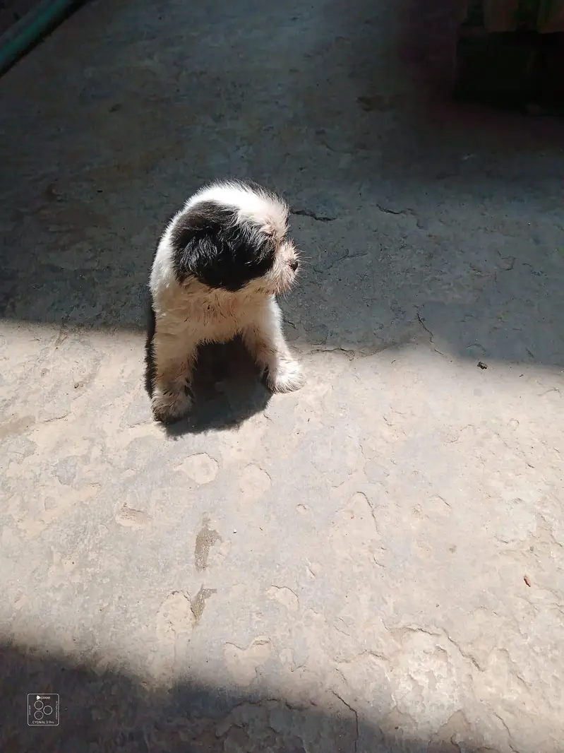Shih Tzu Puppies — photo 5