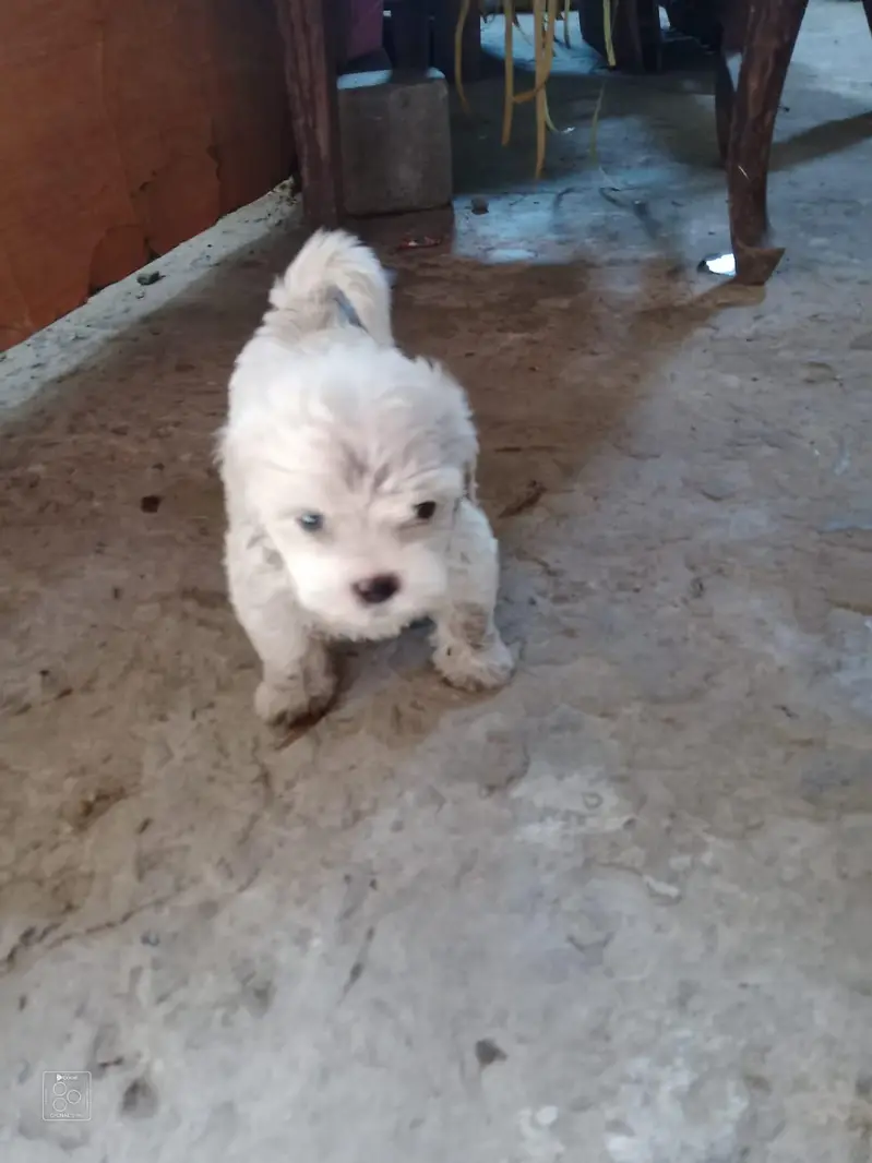 Shih Tzu Puppies — photo 6