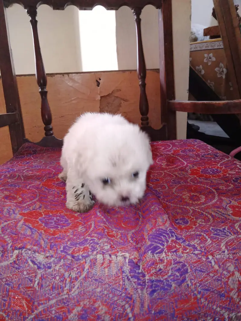 Shih Tzu Puppies — photo 7