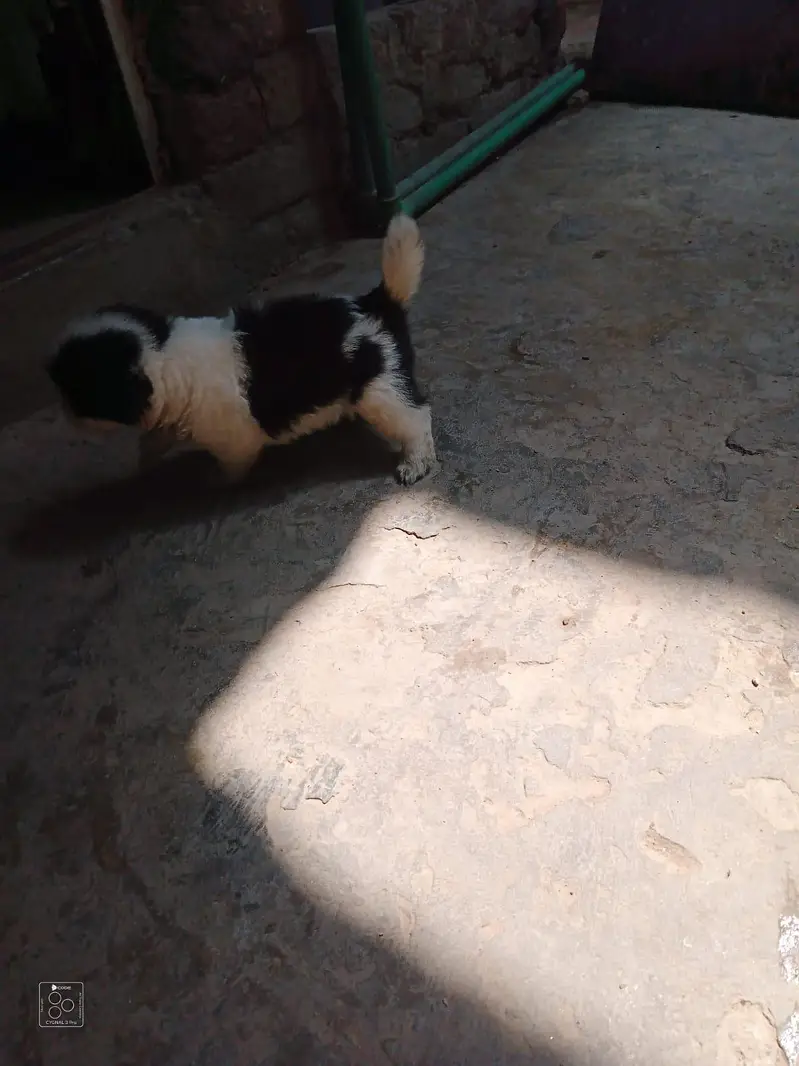 Shih Tzu Puppies — photo 8