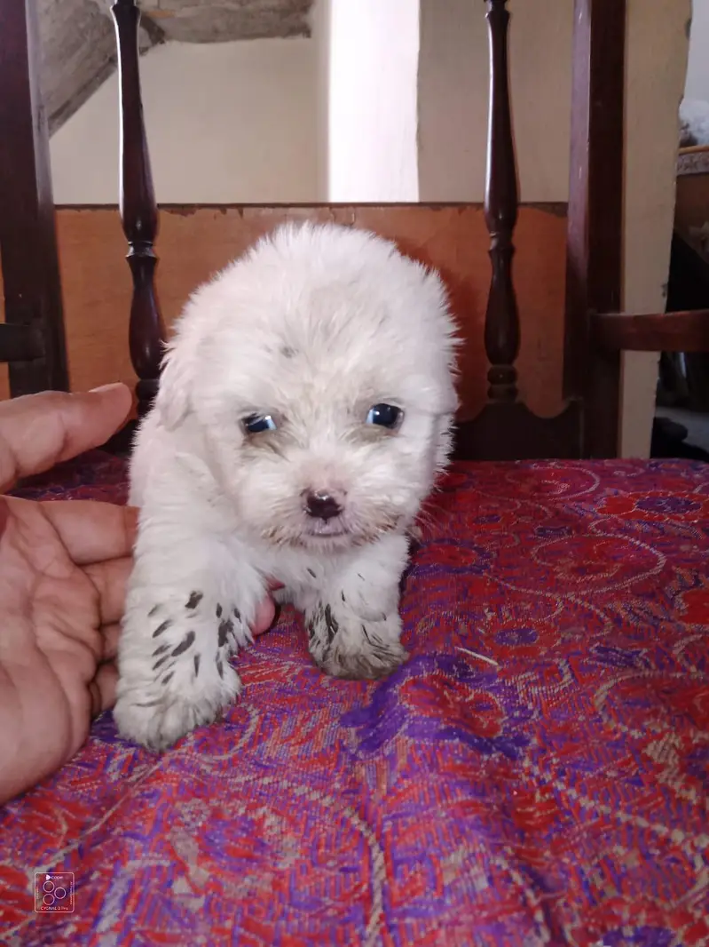 Shih Tzu Puppies — photo 9