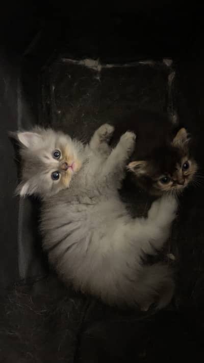 High-Quality Persian Kittens Available!