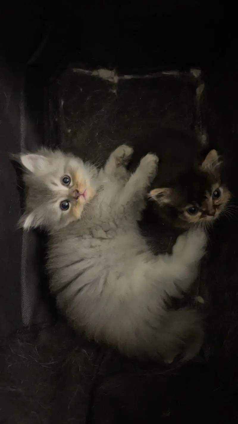 High-Quality Persian Kittens Available!