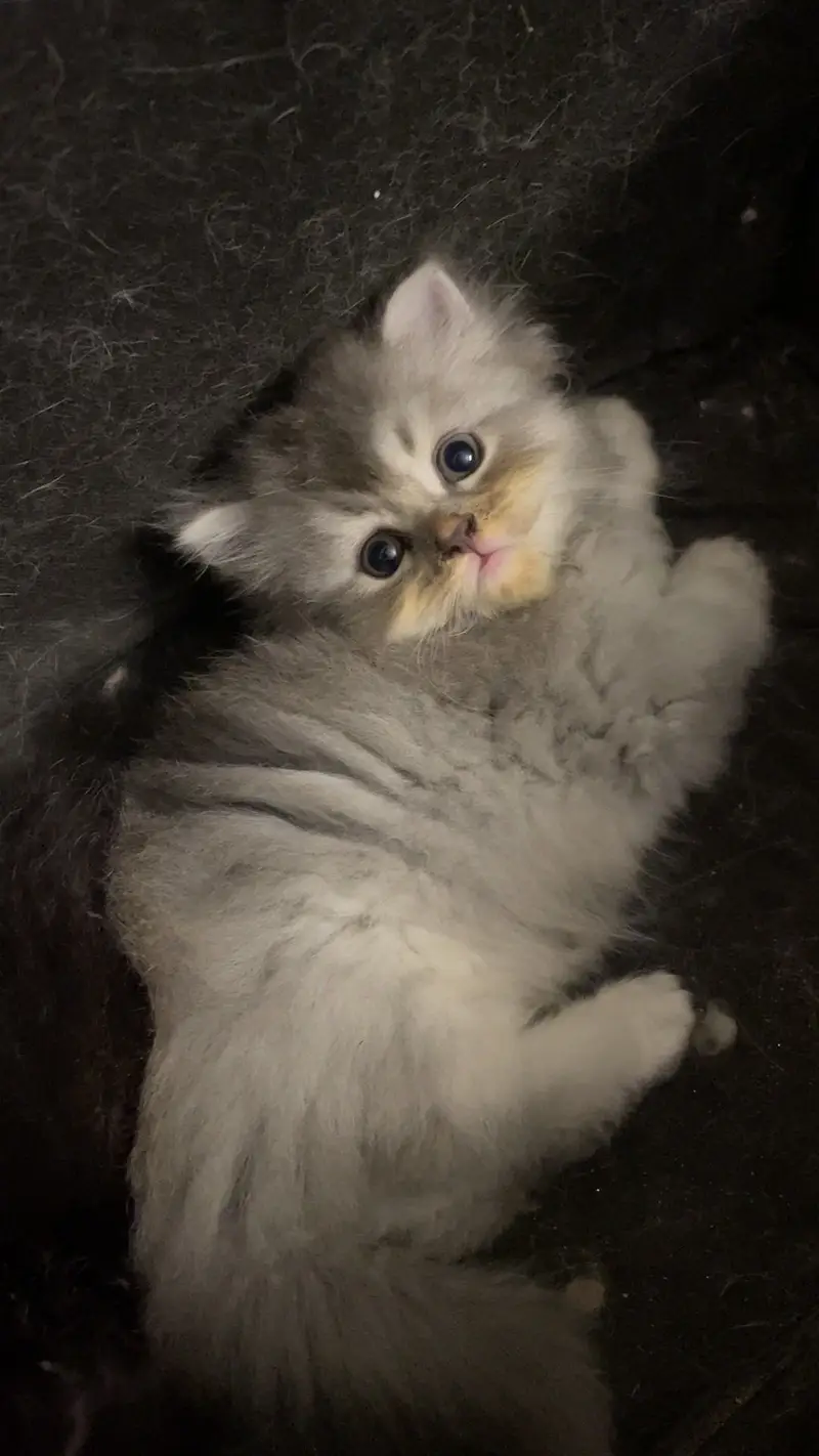 High-Quality Persian Kittens Available! — photo 2