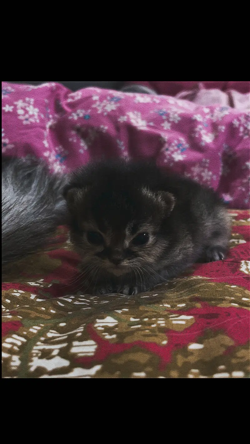 High-Quality Persian Kittens Available! — photo 3