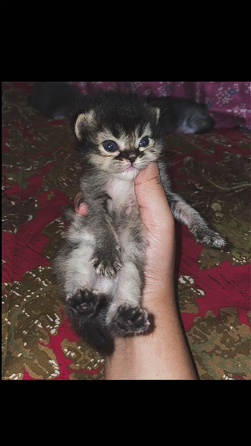 High-Quality Persian Kittens Available! — photo 4
