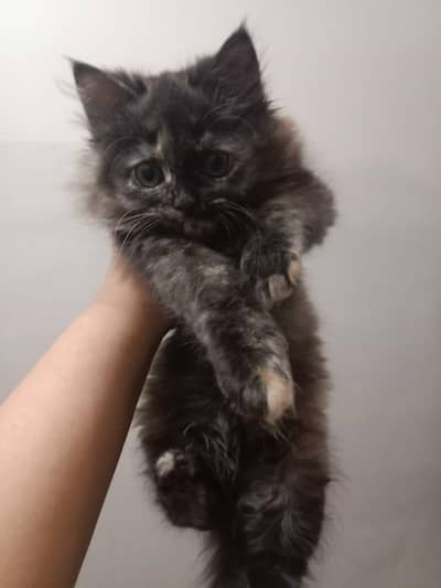 Kittens Available for Sale Only for DHA and Gulberg