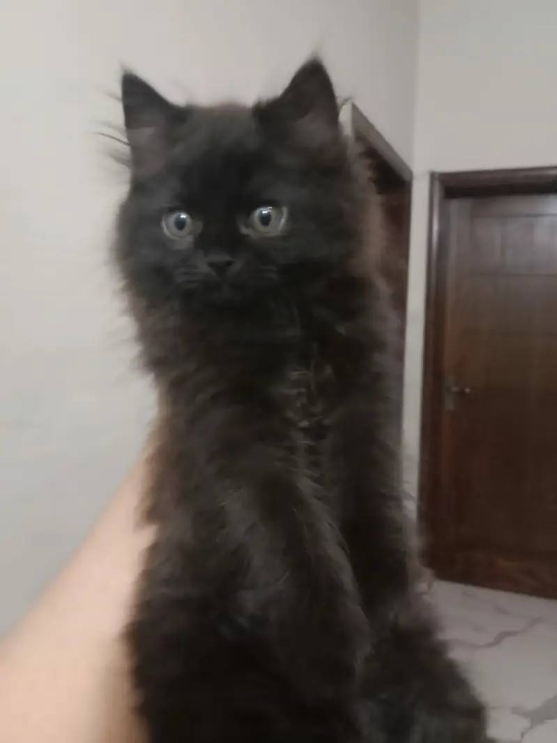 Kittens Available for Sale Only for DHA and Gulberg — photo 2