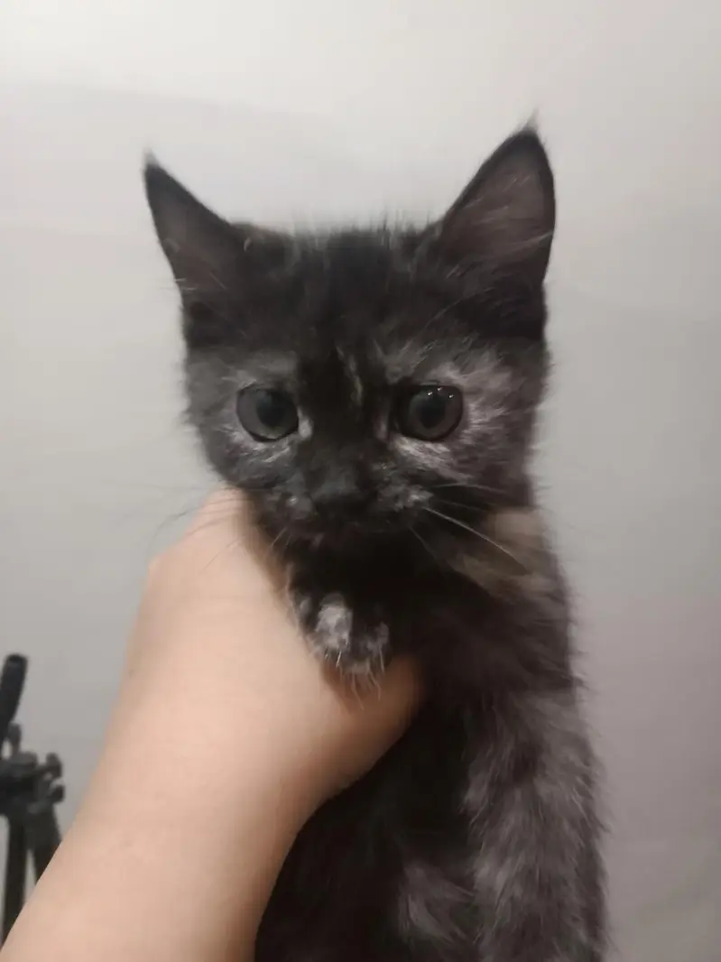 Kittens Available for Sale Only for DHA and Gulberg — photo 3