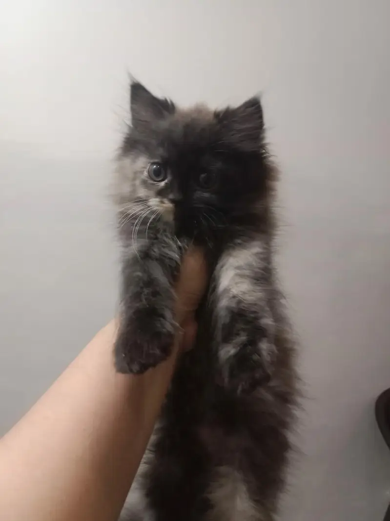 Kittens Available for Sale Only for DHA and Gulberg — photo 4