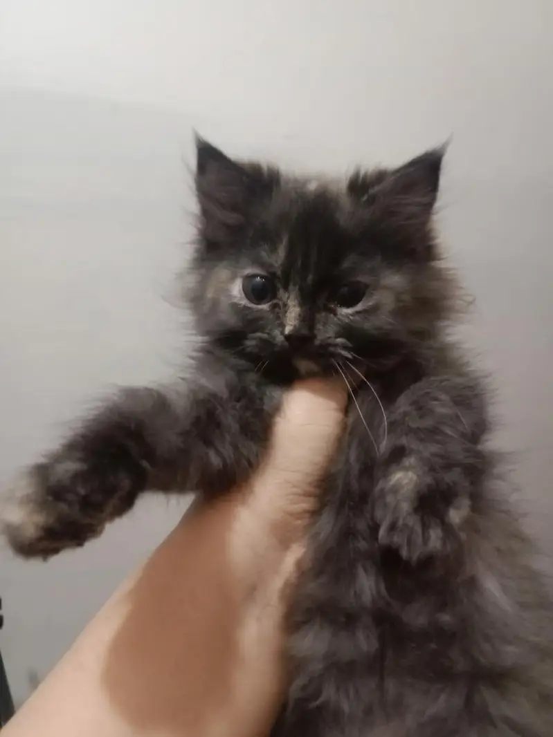 Kittens Available for Sale Only for DHA and Gulberg — photo 5