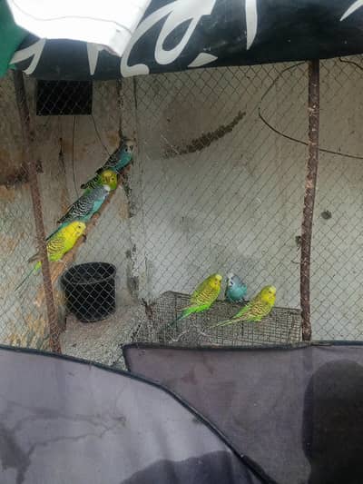 5 Australian Budgies for Sale – 3 Male + 2 Female | Healthy
