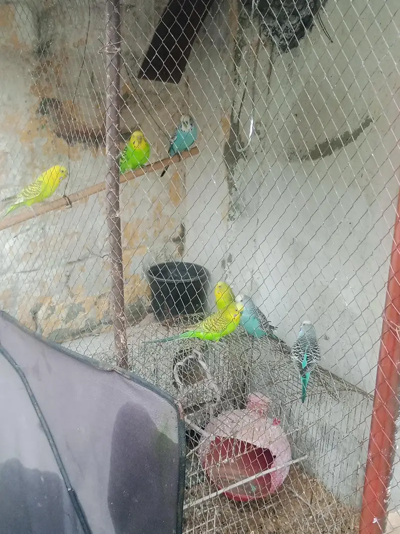 5 Australian Budgies for Sale – 3 Male + 2 Female | Healthy — photo 2