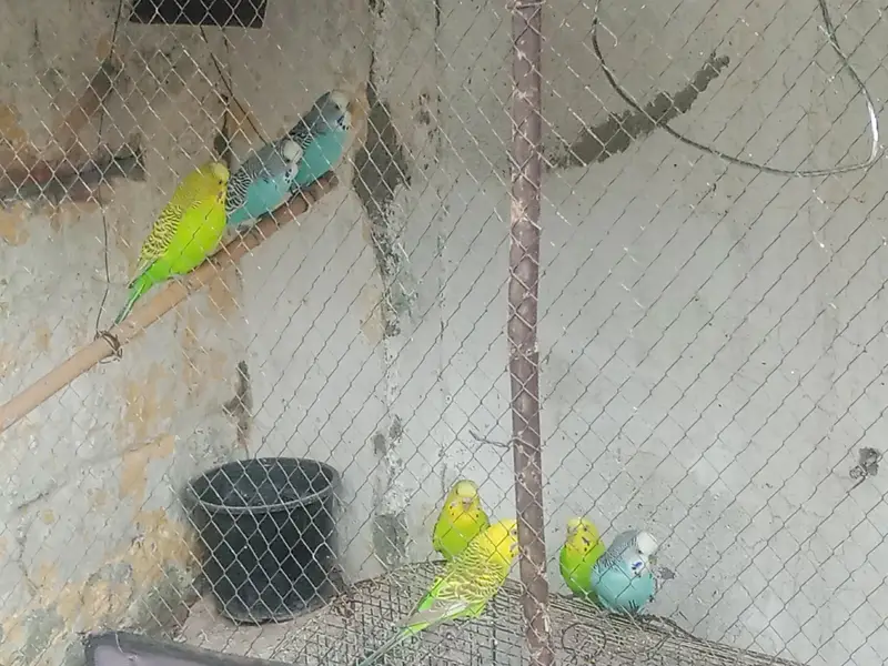5 Australian Budgies for Sale – 3 Male + 2 Female | Healthy — photo 3