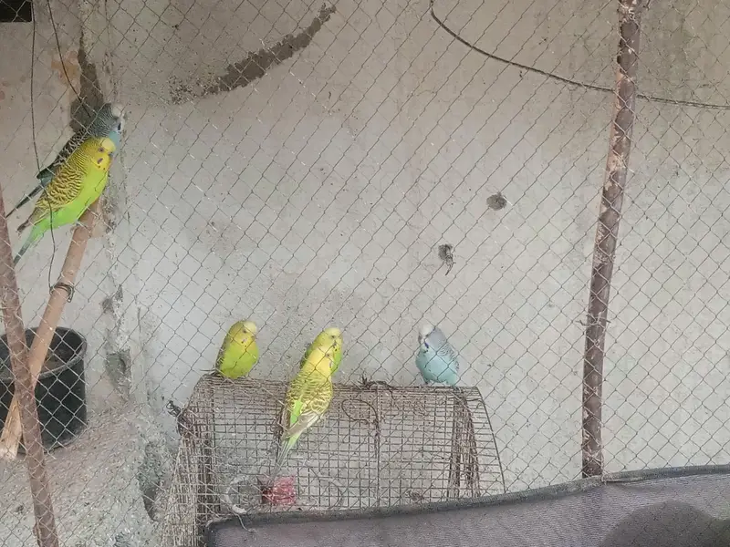 5 Australian Budgies for Sale – 3 Male + 2 Female | Healthy — photo 4