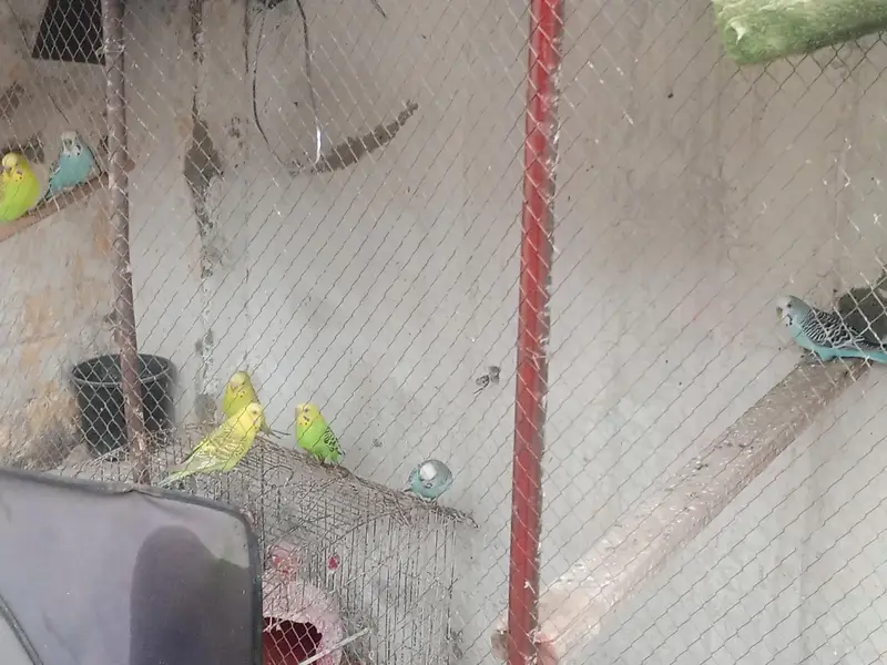 5 Australian Budgies for Sale – 3 Male + 2 Female | Healthy — photo 5