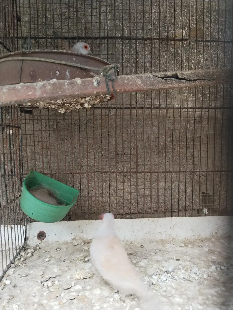 Dave and cage — photo 2