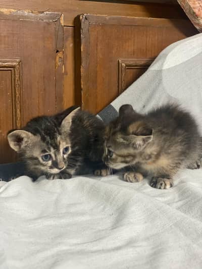 Semi Persian Kittens for sale