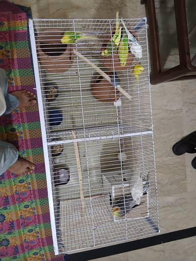 Australian and cocktail parrots