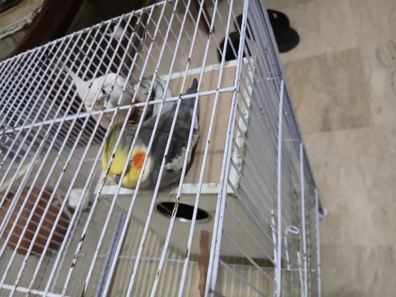 Australian and cocktail parrots — photo 2