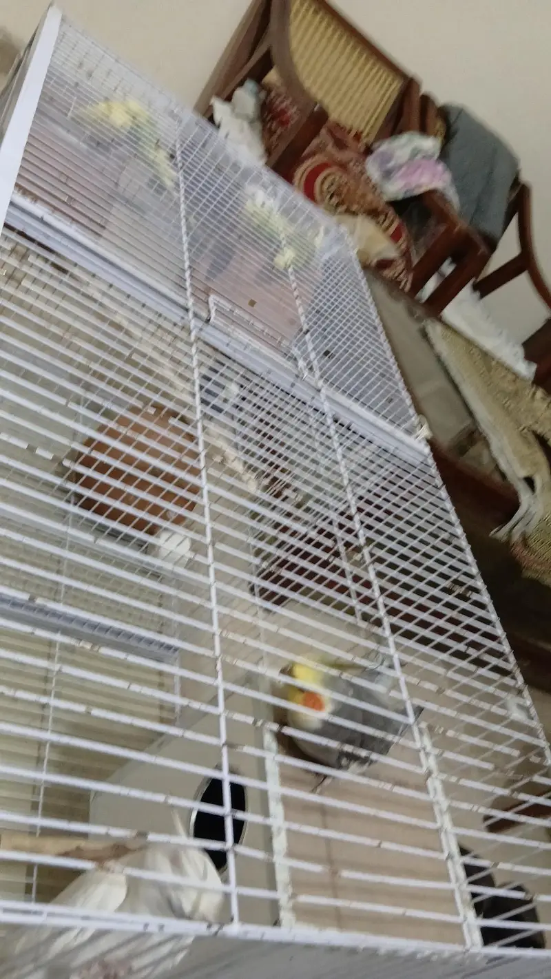 Australian and cocktail parrots — photo 4
