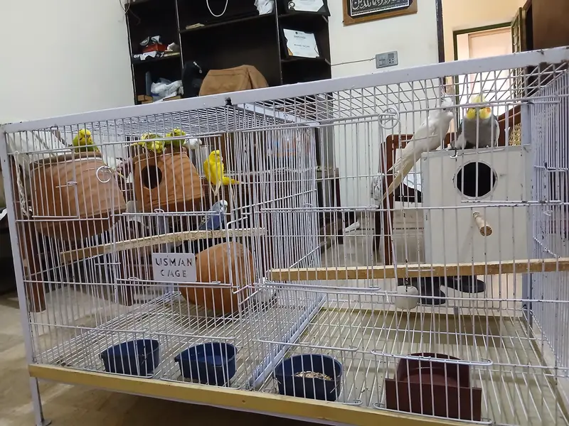 Australian and cocktail parrots — photo 5