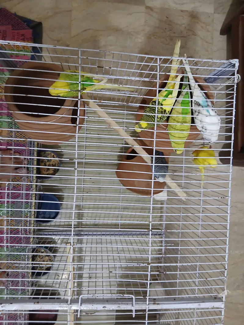 Australian and cocktail parrots — photo 6