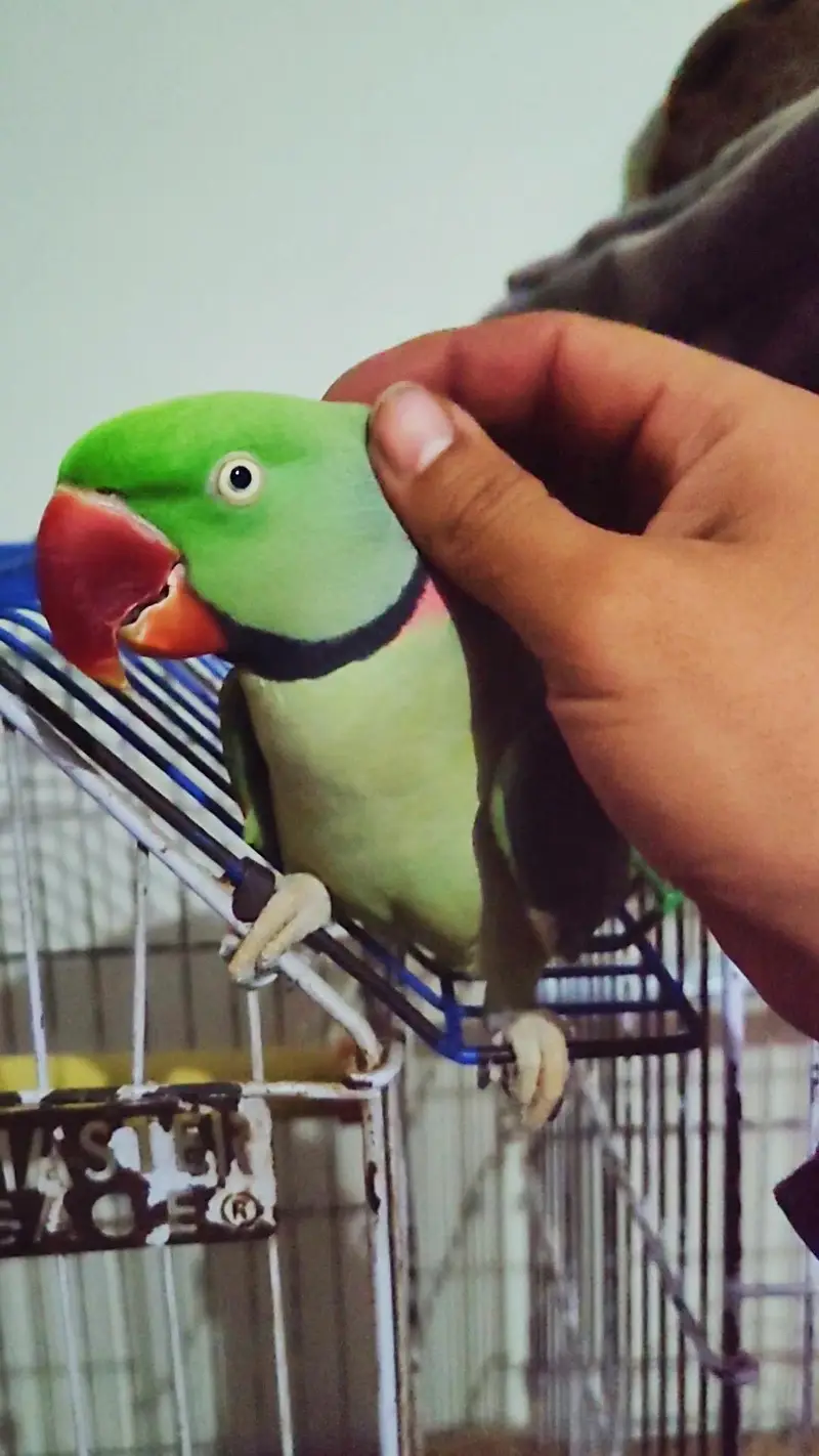 Raw Parrot Ful Talking Parrot face to face ful handtamed No-bite — photo 2