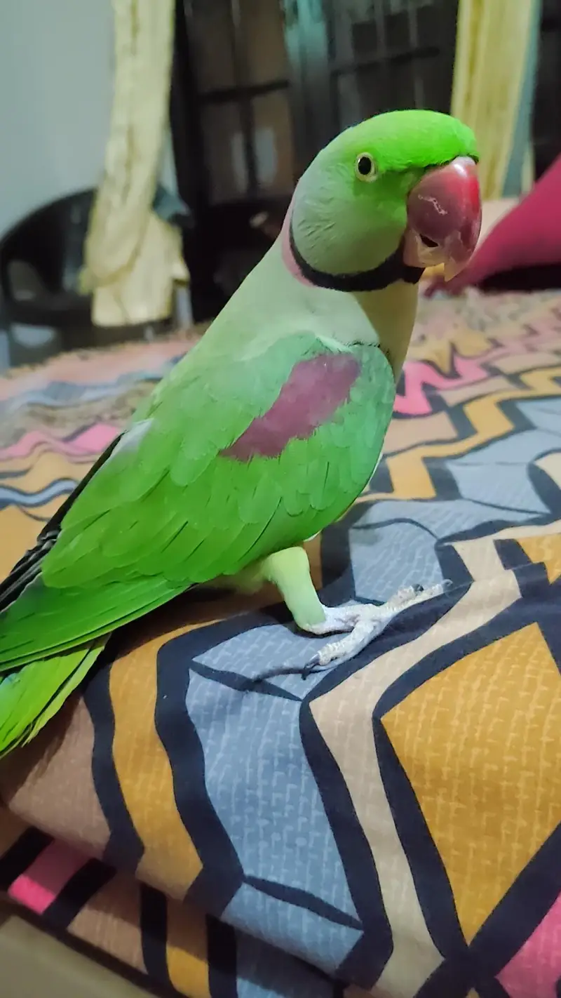 Raw Parrot Ful Talking Parrot face to face ful handtamed No-bite — photo 3