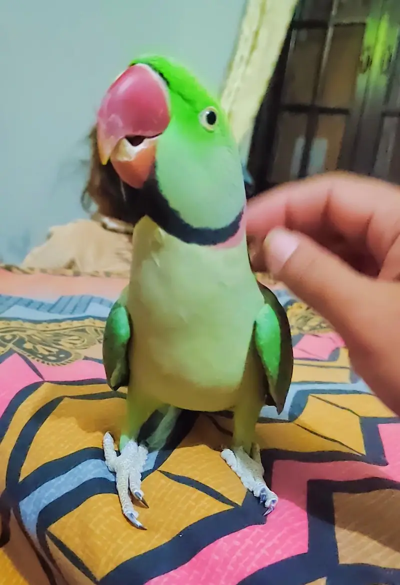 Raw Parrot Ful Talking Parrot face to face ful handtamed No-bite — photo 4