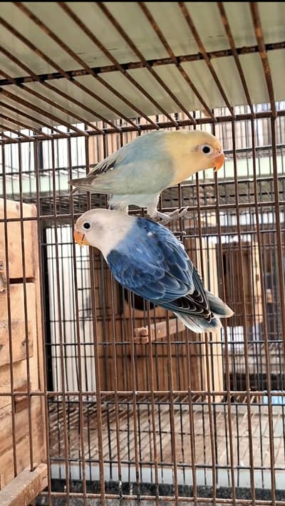 lovebird