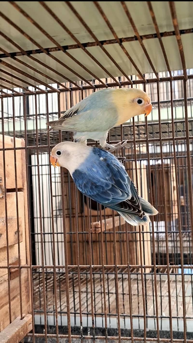 lovebird 0