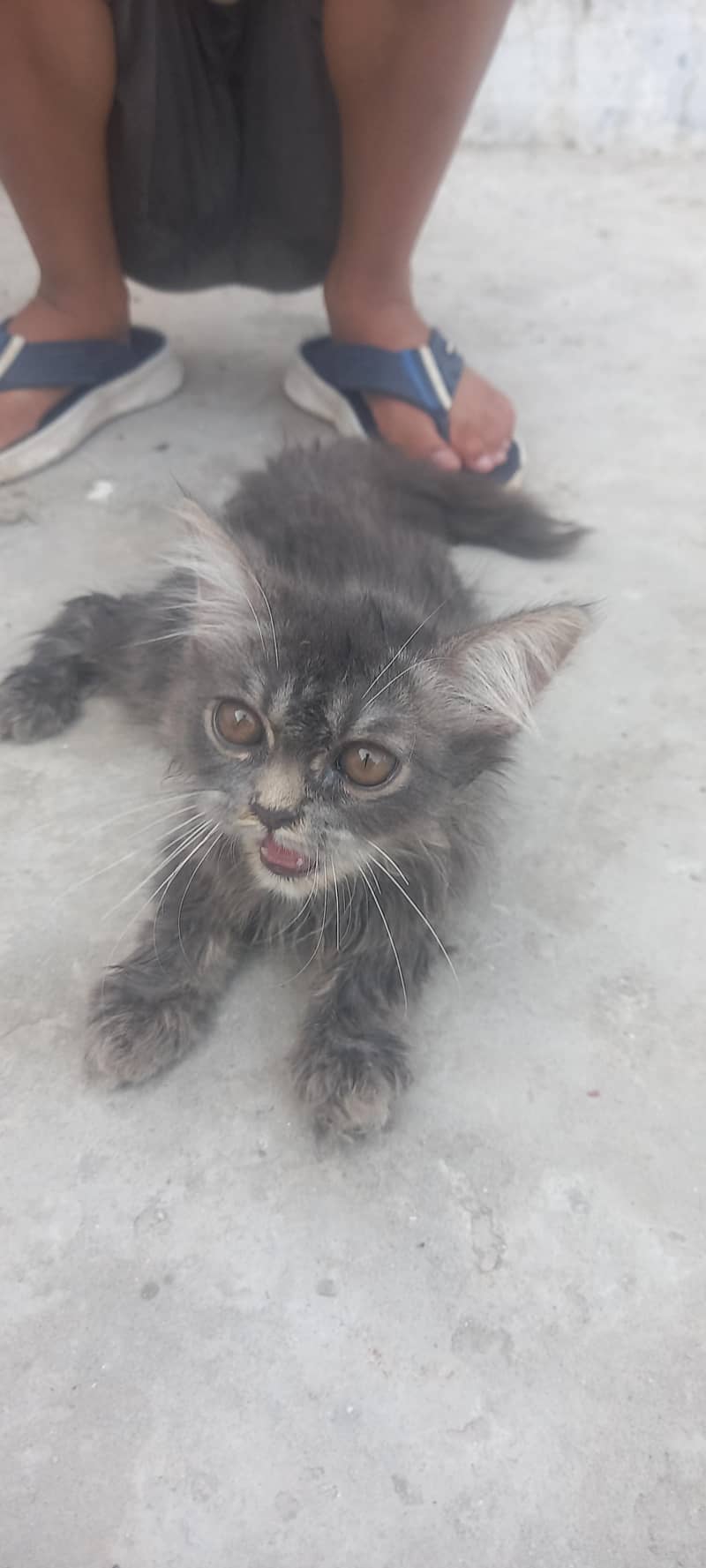 kitty 0