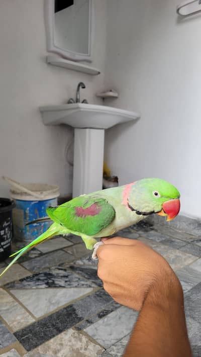 raw parrot for sale serious bahi rabta kere.