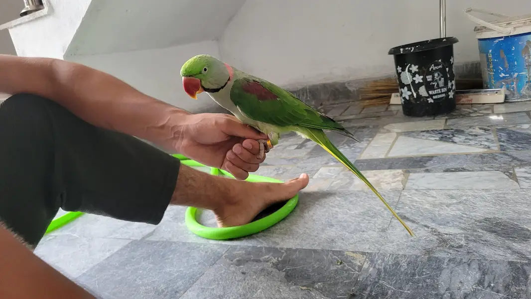 raw parrot for sale serious bahi rabta kere. — photo 3