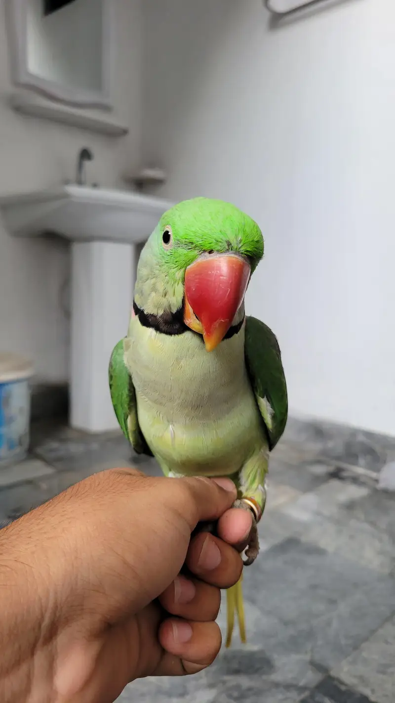 raw parrot for sale serious bahi rabta kere. — photo 4