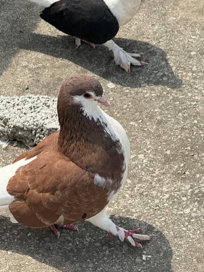 Sherazi chicks and Pigeons for sale